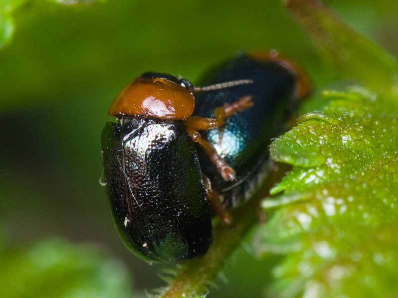 Smaragdina salicina (Scopoli, 1763)
